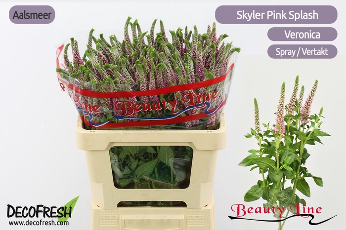<h4>VERON L SKYLER PINK</h4>