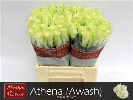 <h4>R Gr Athena</h4>