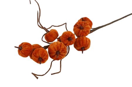 <h4>Branch Pumpking Velvet L70</h4>