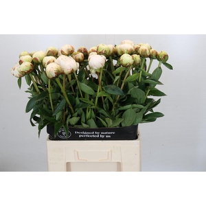 Paeonia Bowl Of Cream