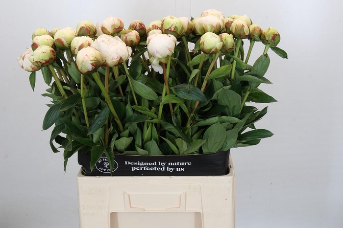 <h4>Paeonia Bowl Of Cream</h4>