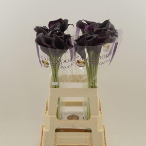 Calla Odessa