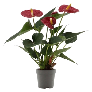 Anthurium 7 cm Diamond Red in transparant sleeve