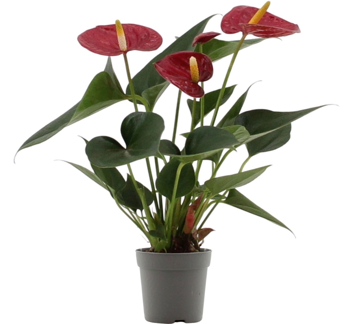 <h4>Anthurium 7 cm Diamond Red in transparant sleeve</h4>