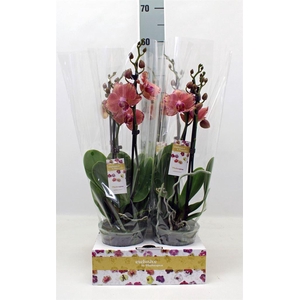 Phalaenopsis  'FC Pirate Picotee'