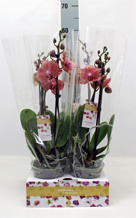 <h4>Phalaenopsis  'FC Pirate Picotee'</h4>