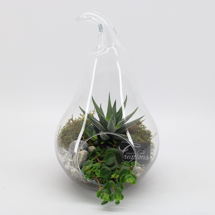 GRCR-2426 Green Essentials Terrarium