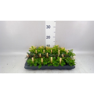 Peperomia   ...mix