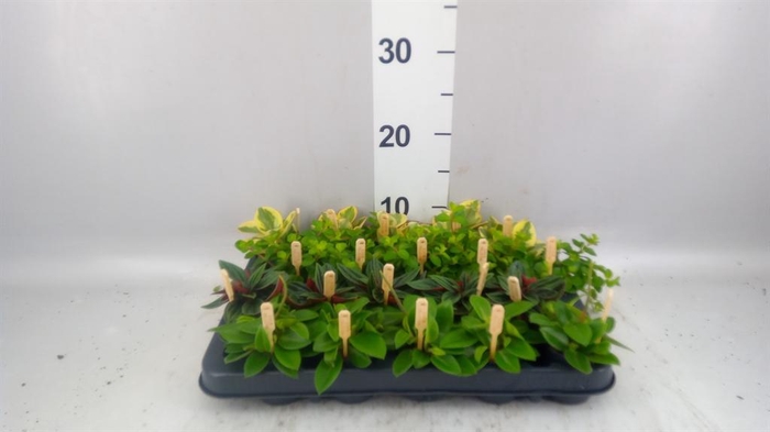<h4>Peperomia   ...mix</h4>
