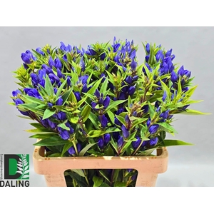 GENTI JUST BLUE