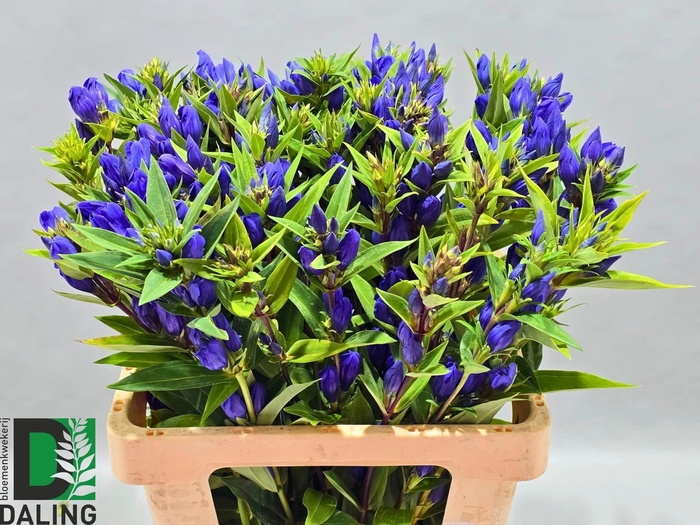<h4>GENTI JUST BLUE</h4>
