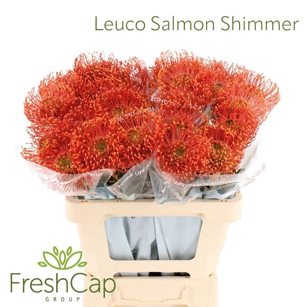 <h4>Leuco Salmon Shimmer</h4>