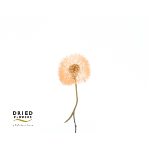 Dried Bleached Dandelion Orange Box