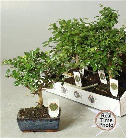 <h4>Bonsai Gem</h4>