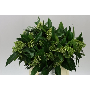 Skimmia C Kew Green