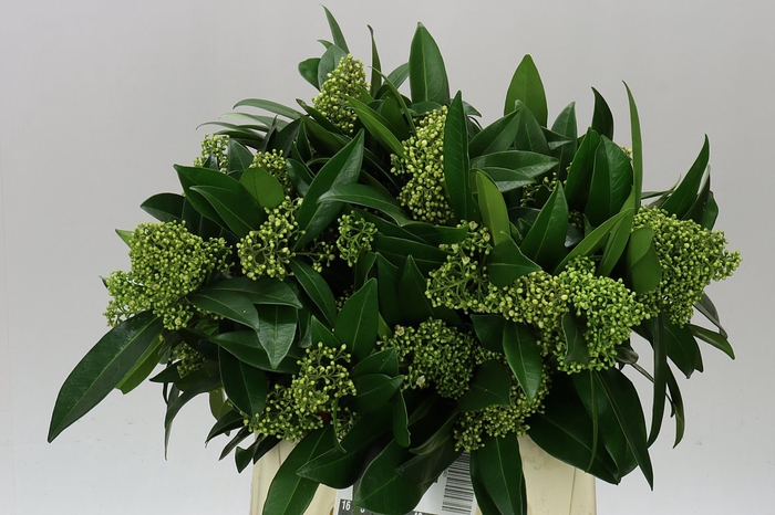 <h4>Skimmia C Kew Green</h4>