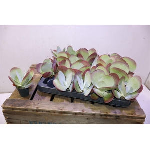 arr8 Kalanchoe Thyrsifl