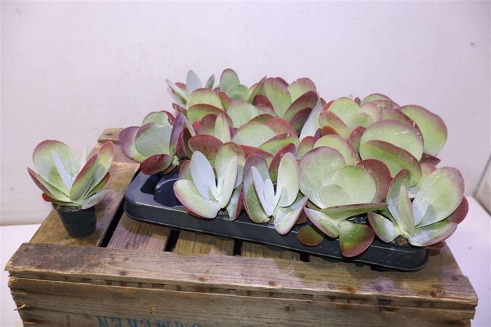 <h4>arr8 Kalanchoe Thyrsifl</h4>