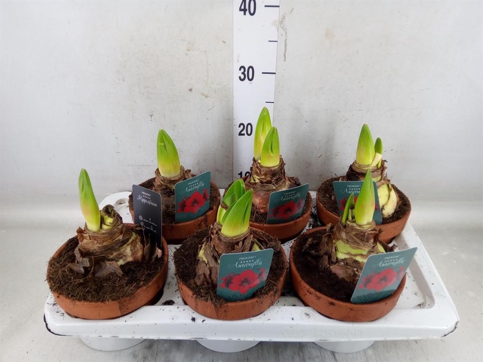 <h4>Hippeastrum   ...</h4>