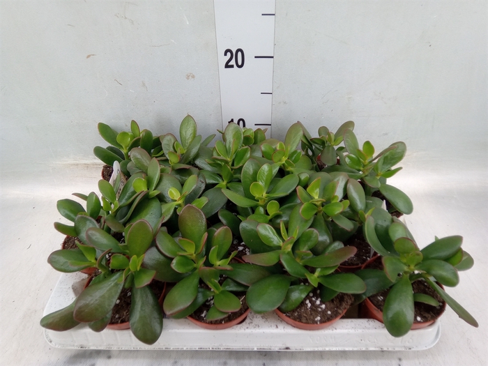 <h4>Crassula ovata 'Hummels Sunset'</h4>