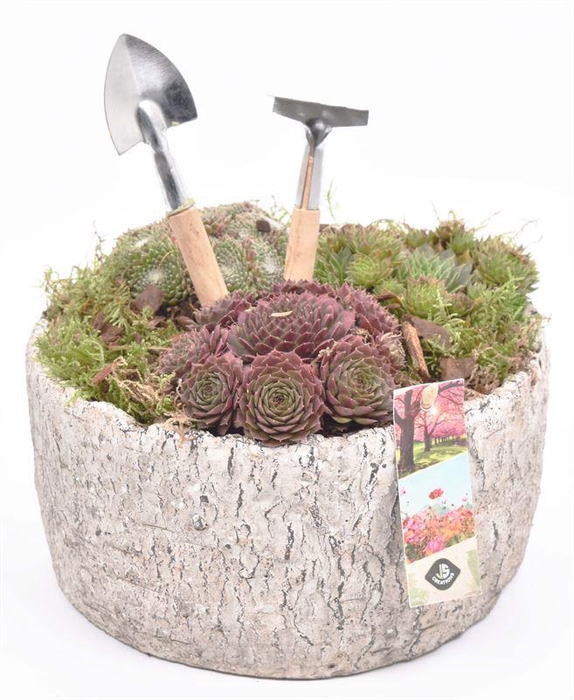 <h4>Cement schaal old look 22cm</h4>