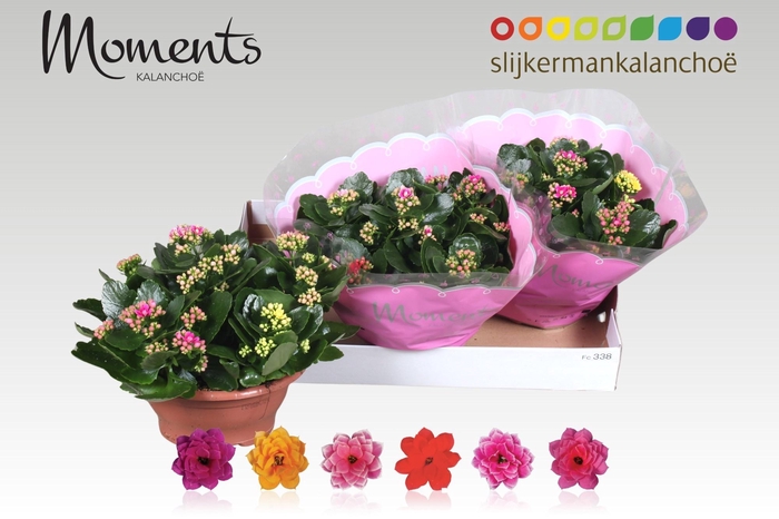 <h4>KAL GE GEM I POT</h4>