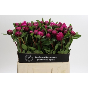 Paeonia Red Sarah Bernhardt