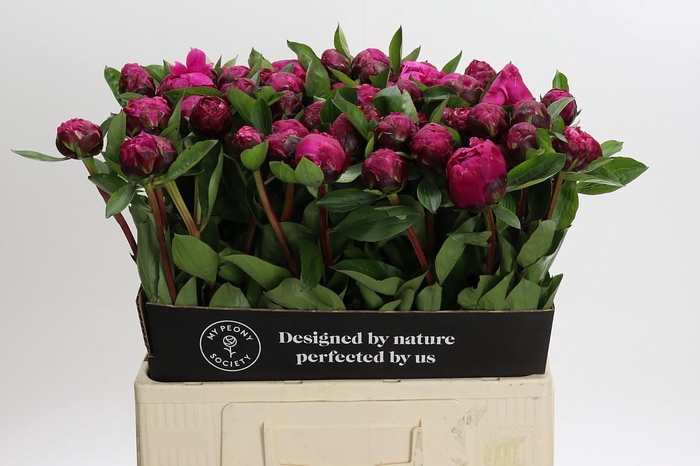 Paeonia Red Sarah Bernhardt