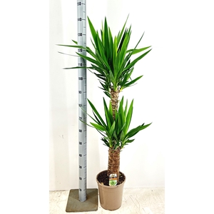 YUCCA
