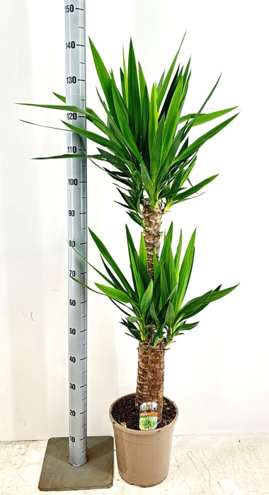 <h4>YUCCA</h4>