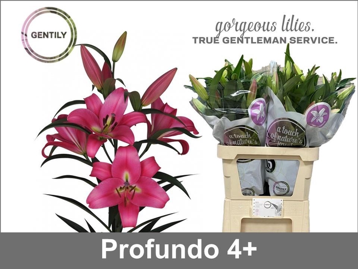 <h4>Li Ot Profundo</h4>