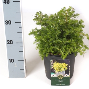 Juniperus c. 'Allgold'