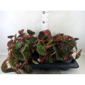 Begonia BD ferox