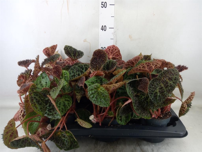 <h4>Begonia BD ferox</h4>