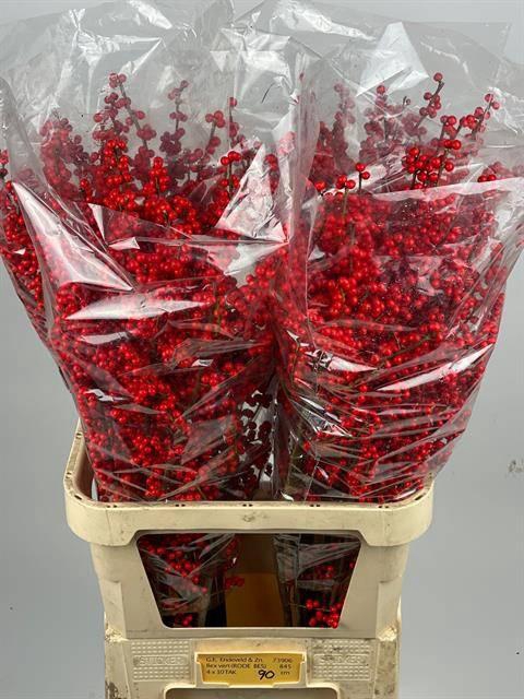 <h4>ILEX VE RODE BES</h4>