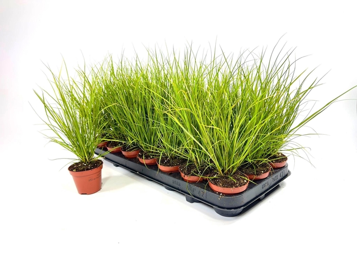 <h4>CARE CG PHOENIX GR</h4>