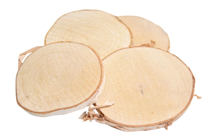 Slice Birch 10 Pcs D10