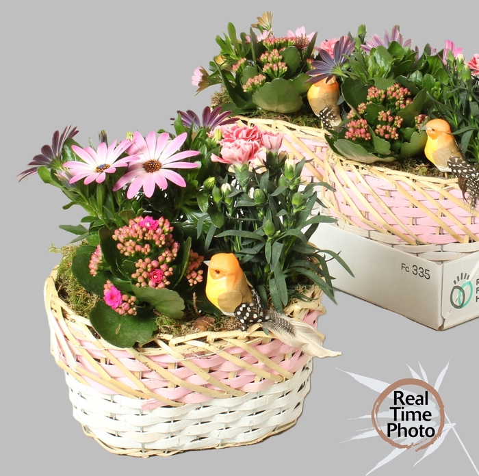 <h4>ARR TUINPLANTEN</h4>