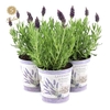 Lavandula st. 'Anouk'® Collection P10,5 in Zinc Lavender