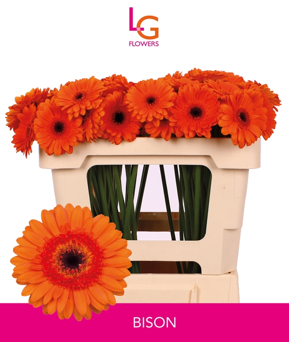 <h4>GE MI BISON</h4>