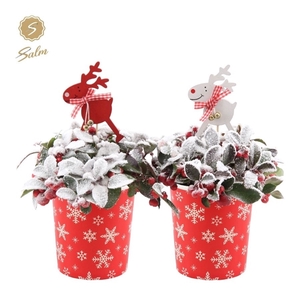 Gaultheria pr. 'Big Berry'® P10 in Cup X-mas Deco + Reindeer + Snow