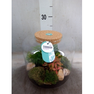 Arr.   Planten H%