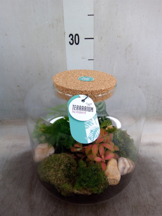 <h4>Arr.   Planten H%</h4>