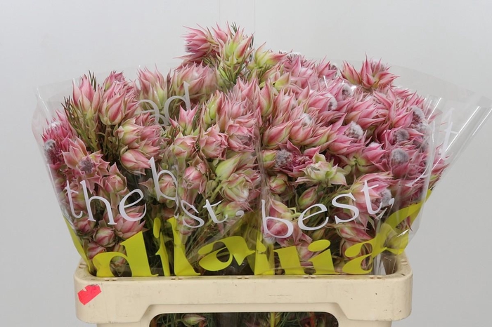 <h4>Blushing Bride 6/9 Flowers</h4>