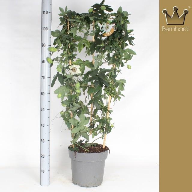 <h4>PASS CAERULEA</h4>