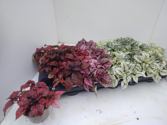 <h4>HYPOEST GEM</h4>