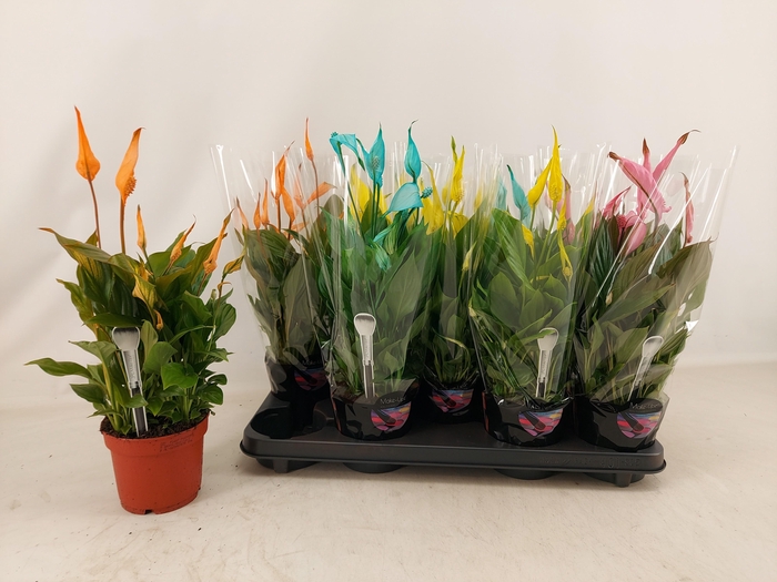 <h4>SPATH BELLINI</h4>