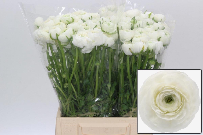 <h4>RAN EL WHITE</h4>