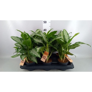 Aglaonema   ...