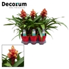 Guzmania Brush Luxe Keramiek (Decorum)